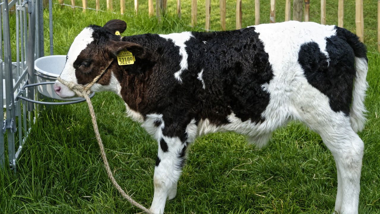 20140423 111802 Keukenhof Gardens, Lisse, South Holland, Netherlands